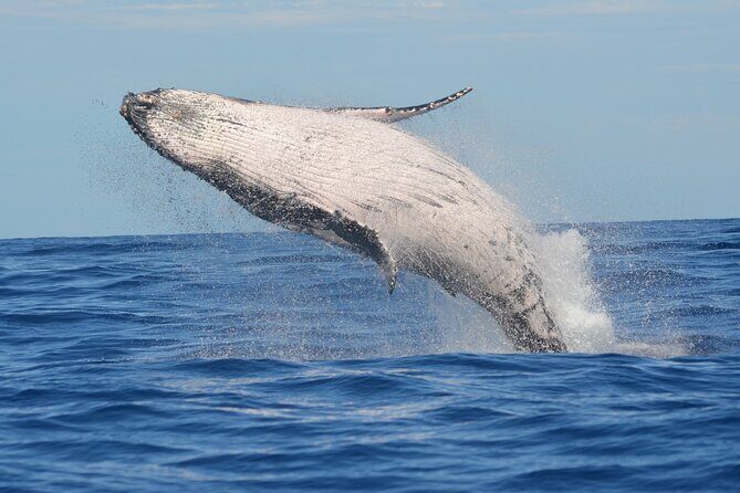 1.5-Hour Guided Whale Watching Tour - Key Points If You’re Short on Time