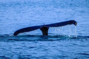 1.5-Hour Guided Whale Watching Tour - Getting Oriented at Hale‘iwa Boat Harbor