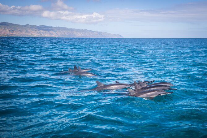 1.5-Hour Guided Whale Watching Tour - Waimea Bay Stop: Reddish-Water Country and Winter Swell Season