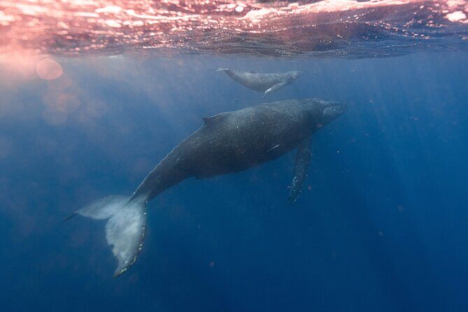 1.5-Hour Guided Whale Watching Tour - What Wildlife You’re Most Likely to See