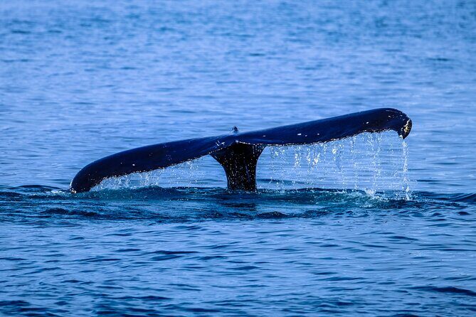 1.5-Hour Guided Whale Watching Tour - Getting Oriented at Hale‘iwa Boat Harbor