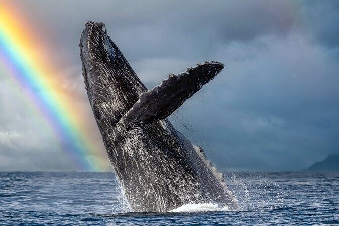1.5 Hour Waikiki Whale Watching with E Sea Diver (Shuttle Option) - Key highlights to zero in on