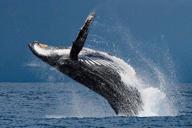 1.5 Hour Waikiki Whale Watching with E Sea Diver (Shuttle Option) - Ala Moana Pier E check-in: the starting point that sets the tone