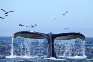 1.5 Hour Waikiki Whale Watching with E Sea Diver (Shuttle Option) - How the crew helps you spot whales (and other wildlife) near Honolulu