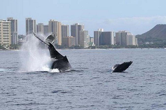 1.5 Hour Waikiki Whale Watching with E Sea Diver (Shuttle Option) - Winter season reality check: when you’ll have better odds