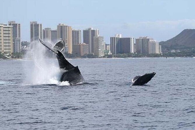 1.5 Hour Waikiki Whale Watching with E Sea Diver (Shuttle Option) - The whale guarantee and revisit option: your backup plan