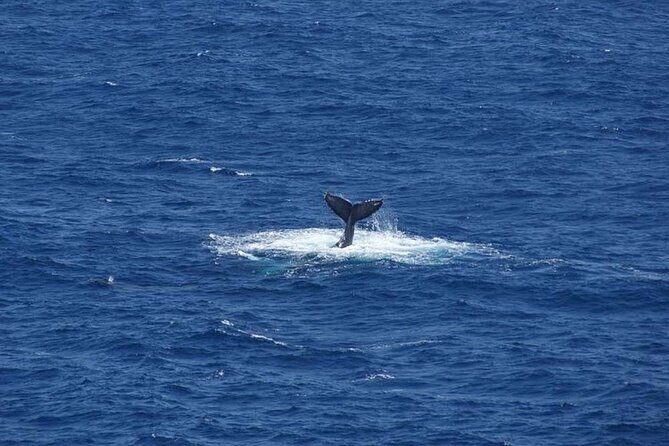 1.5 Hour Waikiki Whale Watching with E Sea Diver (Shuttle Option) - Price and extras: is $29 good value for Waikiki?
