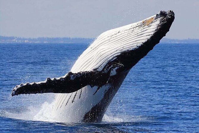 1.5 Hour Waikiki Whale Watching with E Sea Diver (Shuttle Option) - Who should book this E Sea Diver whale cruise?