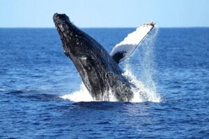 2 Hour Waikiki Whale Watching Cruise from Oahu - The on-board setup: two decks and an underwater viewing room
