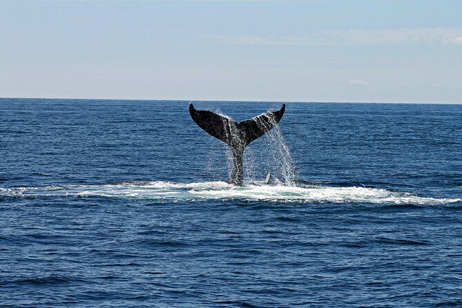 2 Hour Waikiki Whale Watching Cruise from Oahu - The crew vibe: music, energy, and why people keep praising them