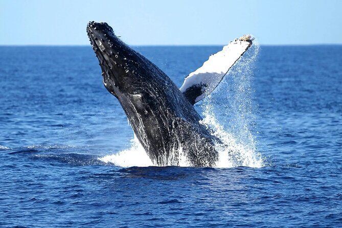2 Hour Waikiki Whale Watching Cruise from Oahu - The on-board setup: two decks and an underwater viewing room