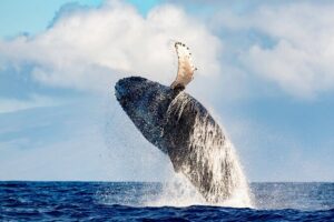 2 Hour Waikiki Whale Watching in Honolulu - The trimaran setup: shade, seating, and real sightlines