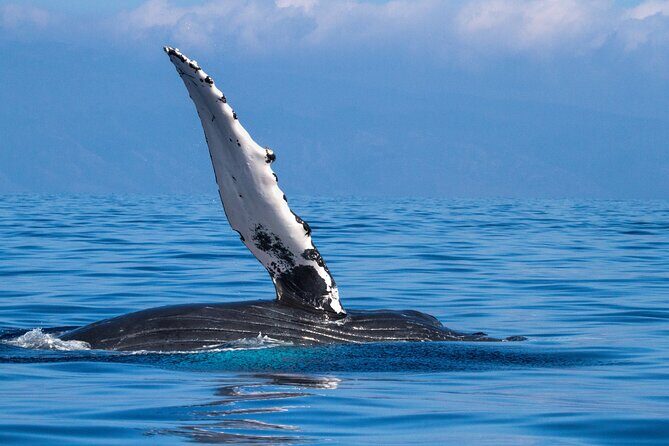 2 Hour Waikiki Whale Watching in Honolulu - What you’re actually doing during the 2 hours