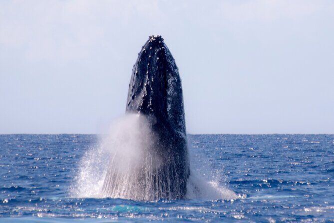 2 Hour Waikiki Whale Watching in Honolulu - Comfort details: what to bring and what’s provided