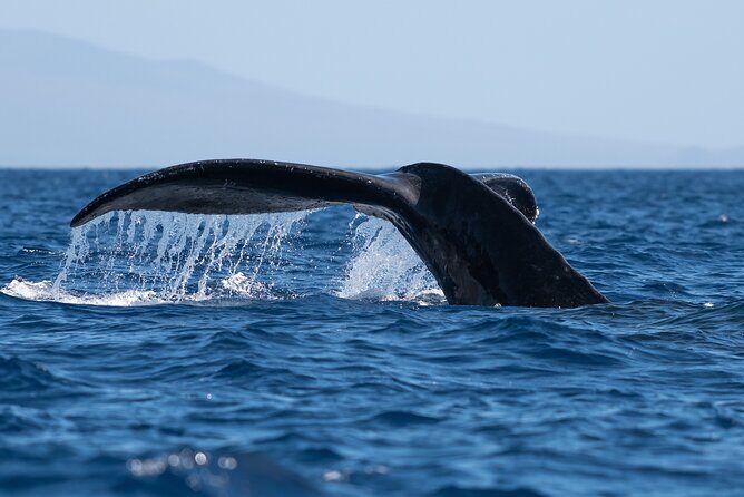 2 Hour Waikiki Whale Watching in Honolulu - Whale guarantee: when it helps and what it can’t do