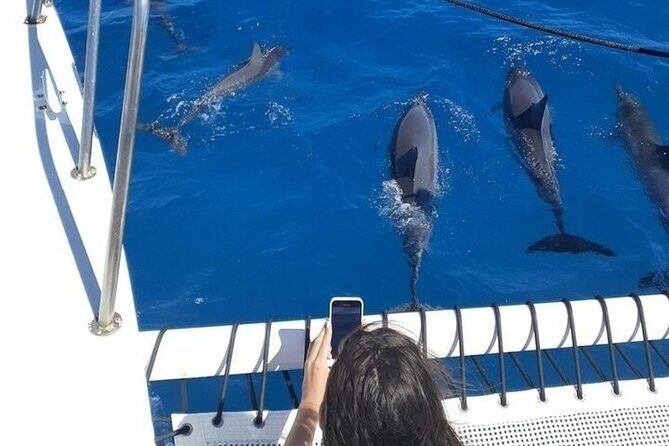 2 Hour Waikiki Whale Watching in Honolulu - Price and value: why $79 can make sense