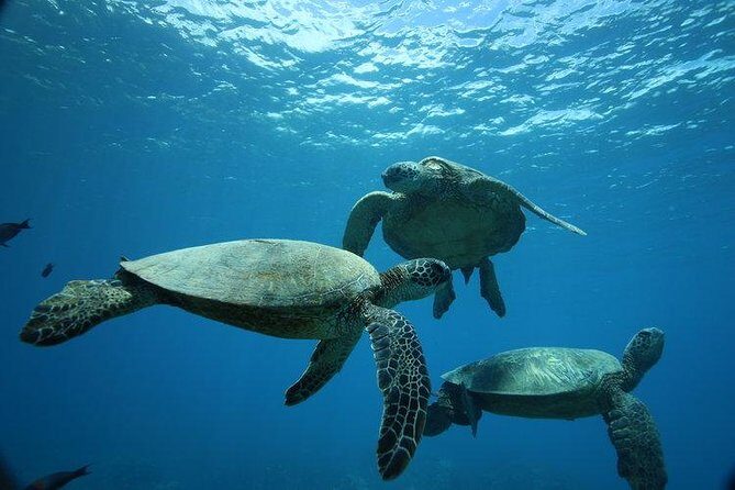 9am Turtle Canyon Snorkel Adventure - Key highlights you’ll care about