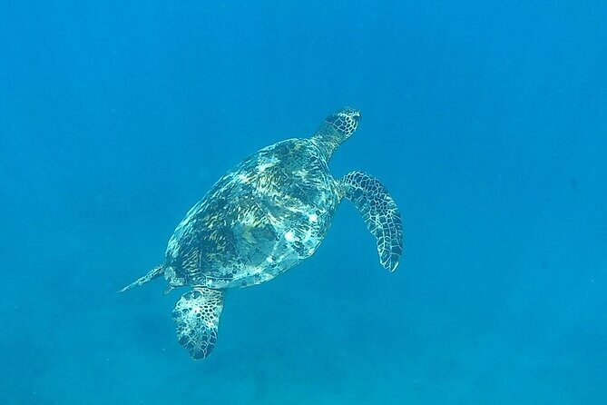 9am Turtle Canyon Snorkel Adventure - The catamaran sail and Diamond Head views after snorkeling