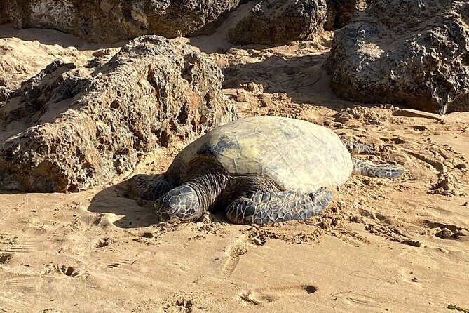 Beaches, Food & Aloha: Private Oahu Tour - Key highlights worth planning around