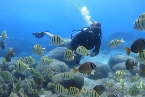 Beginner Scuba Diving Experience with Video Package in Honolulu - The Real Underwater Portion: 20–30 Minutes With One Instructor