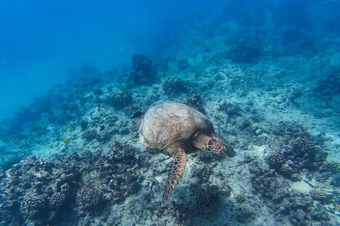 Best Waikiki Snorkel Tour: Guaranteed Turtles at Turtle Canyon - Price and group size: is $89.10 good value for this trip?