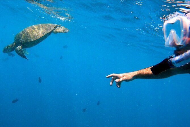 Best Waikiki Snorkel Tour: Guaranteed Turtles at Turtle Canyon - Should you book the Turtle Canyon snorkel with Three Tiki Sailing?