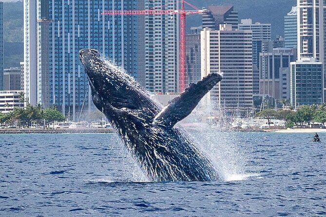 Best Waikiki Whale Watching in Honolulu: Whales Guaranteed - Waikiki Whale Watching on a Trimaran: Why This Feels Worth It