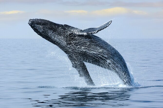 Best Waikiki Whale Watching in Honolulu: Whales Guaranteed - What You’ll Do on the Water (No Fluff, Just the Flow)