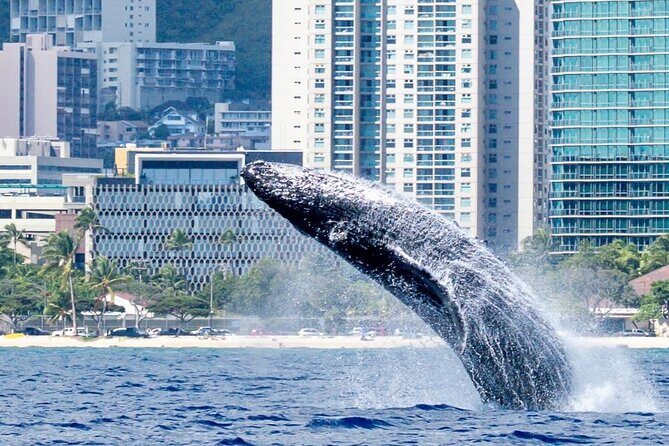 Best Waikiki Whale Watching in Honolulu: Whales Guaranteed - Value vs. Cost: Why $79 Can Still Feel Like a Win