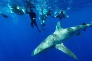 Cage-Free Shark Swim from Oahu - Getting There: Boat Harbor, Haleiwa, and the Timing Feel