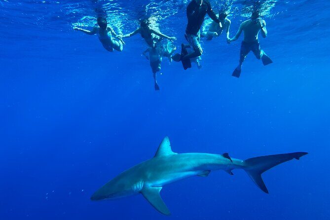 Cage-Free Shark Swim from Oahu - From Dock to Open Water: What You Do Before You Float