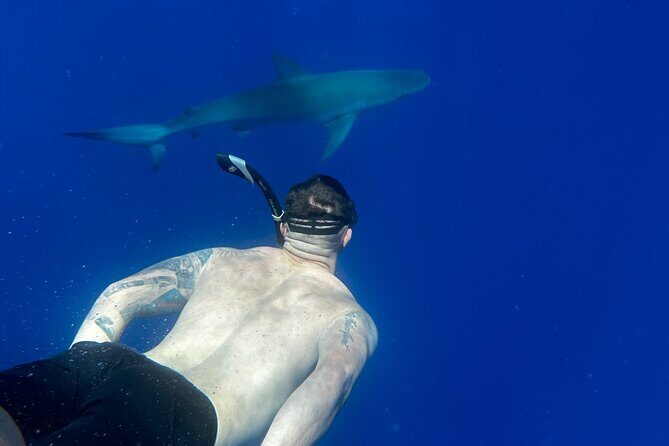 Cage-Free Shark Swim from Oahu - The Swim Window: How the Sharks Encounter Works