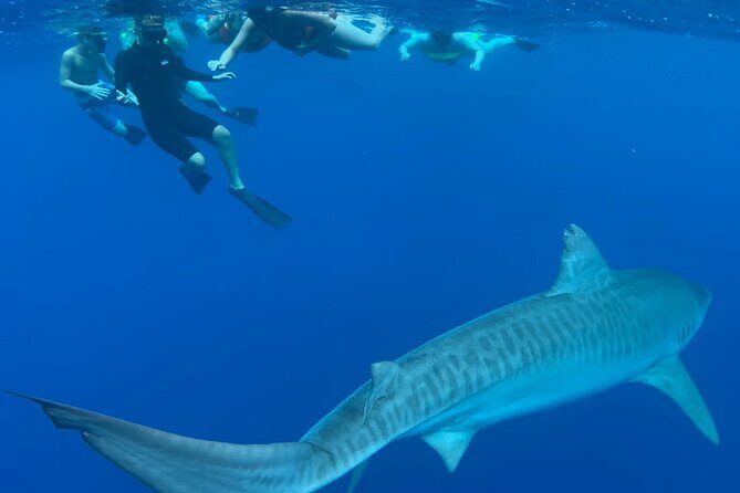 Cage-Free Shark Swim from Oahu - Photos and Videos: Why This Is Part of the Value