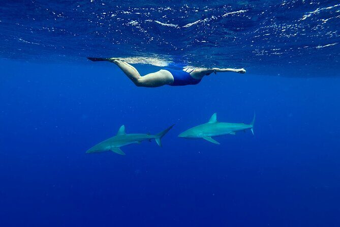 Cage-Free Shark Swim from Oahu - Price and Value: Is $135 Reasonable Here?
