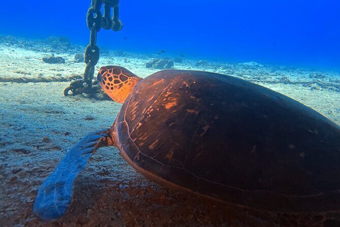 Certified Diver: 2-Tank Deep Wreck and Shallow Reef Dive Off Oahu - What to wear and bring so you’re not cold or scrambling