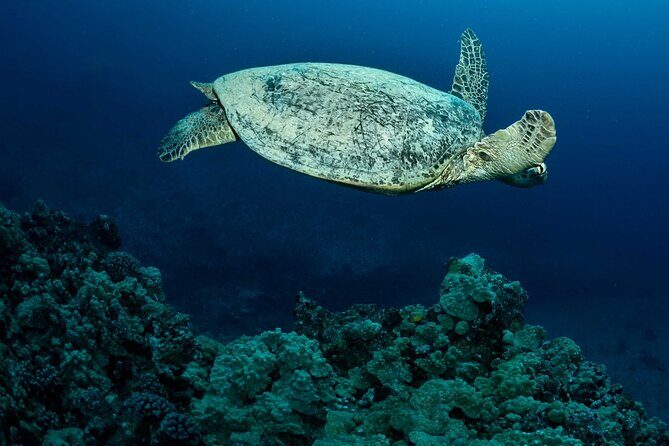 Certified Diver: 2-Tank Night Dive - How the 5:30 pm twilight schedule changes everything