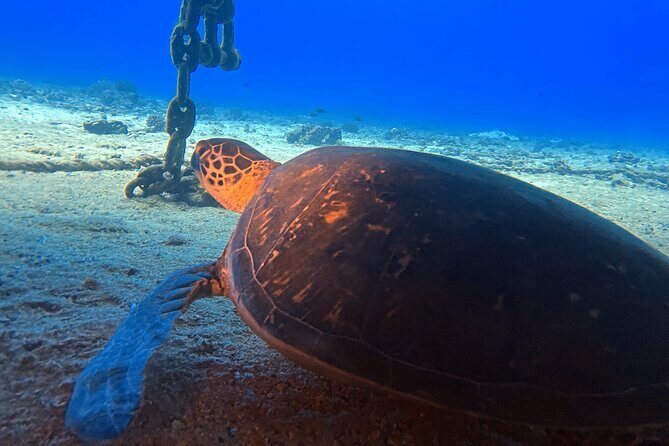 Certified Diver: 2-Tank Night Dive - Surface interval: sunset above water is part of the show