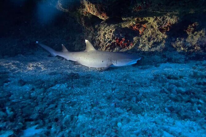 Certified Diver: 2-Tank Night Dive - Your guides: what great instruction looks like at night