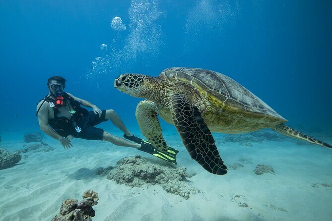 Certified Diver: 2-Tank Shallow Reef Dives off Oahu - Key reasons this scuba outing works well
