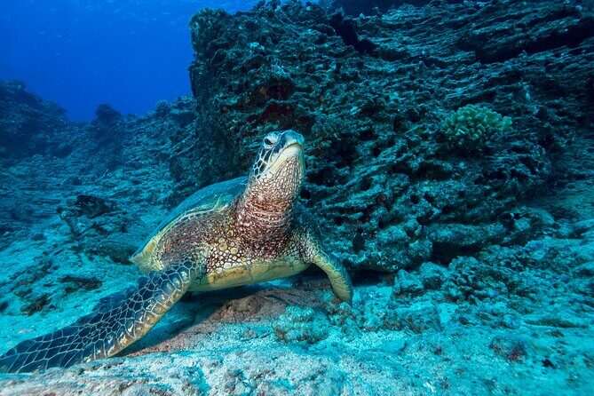 Certified Diver: 2-Tank Shallow Reef Dives off Oahu - Two tanks over Oahu reefs: what this day is really like