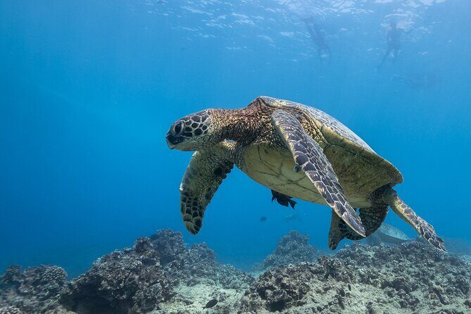 Certified Diver: 2-Tank Shallow Reef Dives off Oahu - Wildlife odds: turtles, rays, eels, and occasional big surprises
