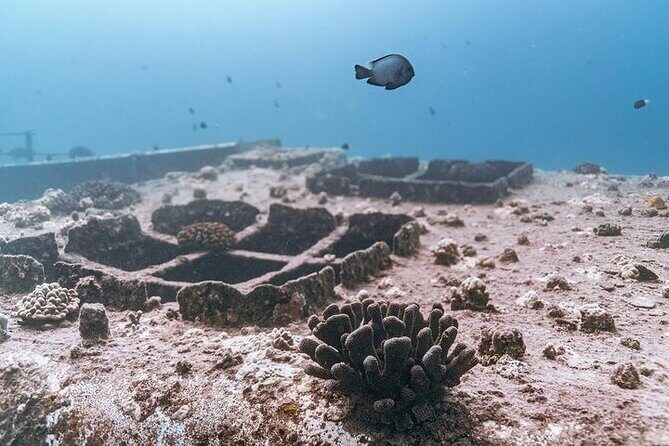 Certified Divers: Best 2-Tank Wrecks & Reef Boat Dive All Inclusive From Waikiki - Safety and professionalism: what the crew does right
