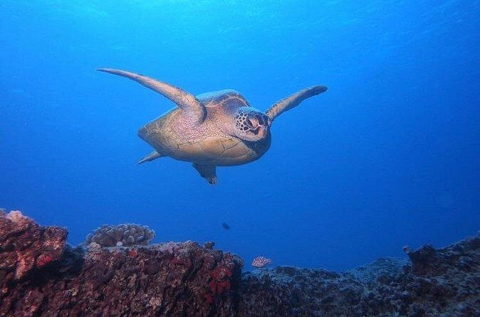 Certified Scuba Diving Along Two Shallow Reef Sites - How the reef stops work: two sites at 30–40 feet