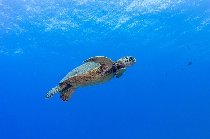 Certified Scuba Diving Along Two Shallow Reef Sites - Gear is included: less logistics, more time on the water