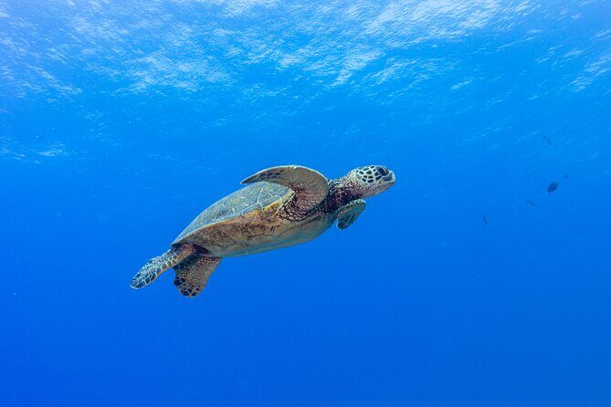 Certified Scuba Diving Along Two Shallow Reef Sites - What you’ll see underwater: fish, turtles, and real reef life
