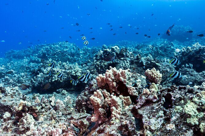 Certified Scuba Diving Along Two Shallow Reef Sites - Where it starts: Maunalua Bay Beach Park and a 10:30am plan