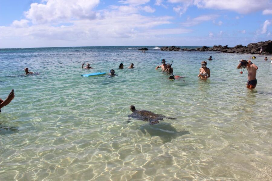 Circle Island: Swim with Turtles and Explore Paradise Oahu - Pickup and timing from Waikiki: start early, but expect support
