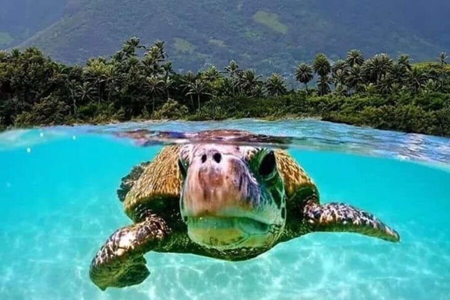 Circle Island: Swim with Turtles and Explore Paradise Oahu - Turtle Town snorkel: your Honu moment on the North Shore