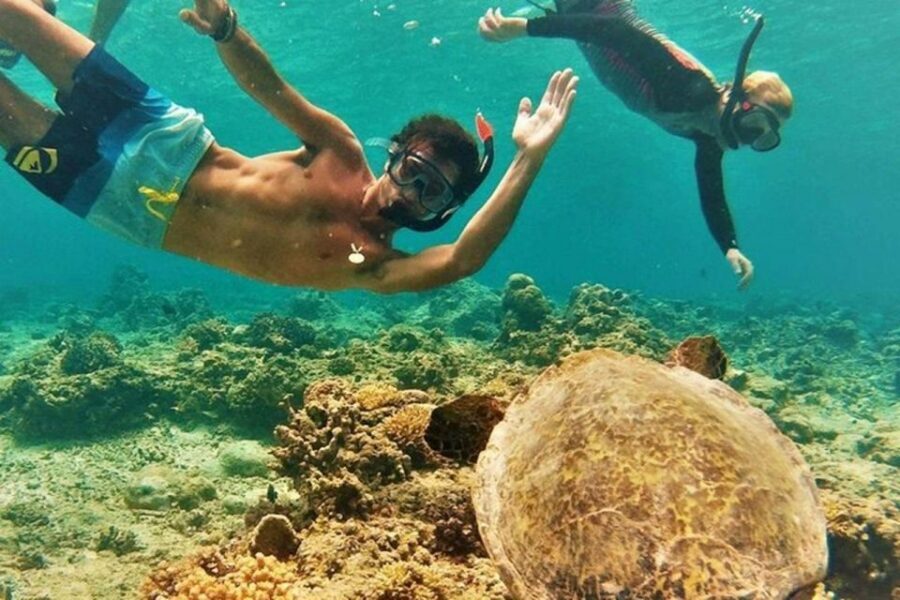 Circle Island: Swim with Turtles and Explore Paradise Oahu - Dole Plantation stop: pineapple gardens and the famous ice cream