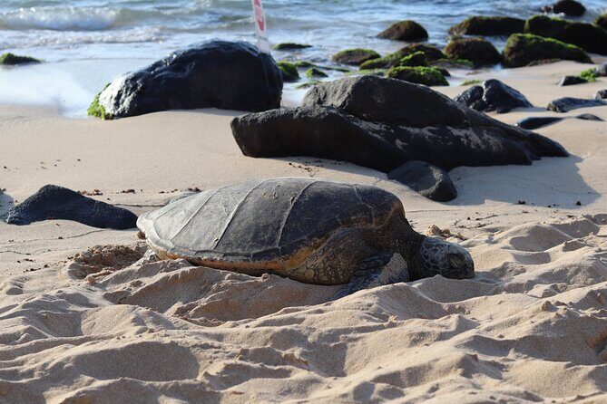 Circle Island Tour with Snorkeling & Turtles - Key highlights you’ll care about